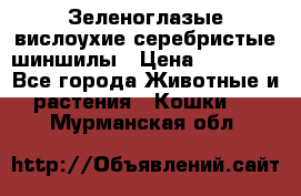 Зеленоглазые вислоухие серебристые шиншилы › Цена ­ 20 000 - Все города Животные и растения » Кошки   . Мурманская обл.